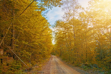 autumn forest, all the foliage is painted with golden color in the middle of the forest road. 
