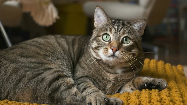 chat qui &eacute;coute