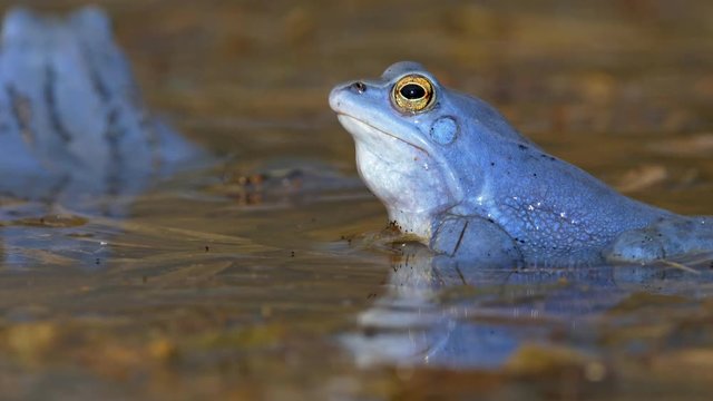 Blue moor frog (Rana arvalis) croaking 