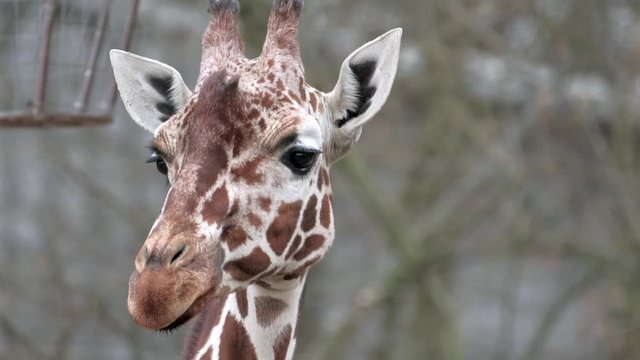 Closeup portrait of Reticulated giraffe (Giraffa camelopardalis reticulata).