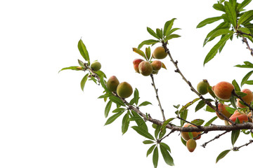 peach on a branch isolated on white background