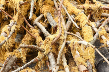 Pile of tree branches