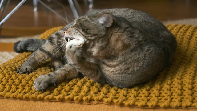 chat qui joue dans un appartement 