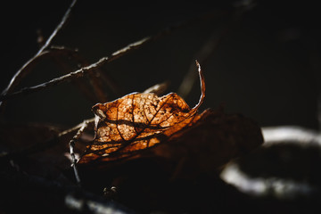 autumn leaf