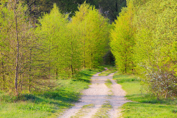 Beautiful spring path in the Lüneburg Heath. Germany