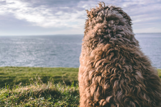 Spanish waterdog wit a lot of fur looking over the water in spring