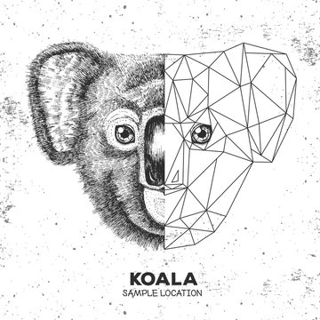 Hipster animal realistic and polygonal koala face. Triangle animal