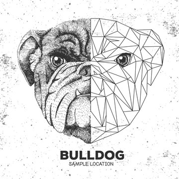 Hipster animal realistic and polygonal bulldog face. Triangle animal