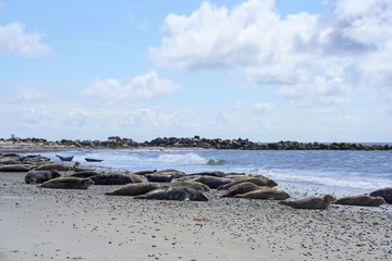Seals and gray seals on the beach of Helgoland, North Sea, Northern Germany