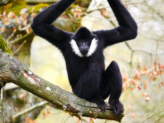 Gibbon à favoris blancs