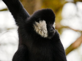 Gibbon à favoris blancs