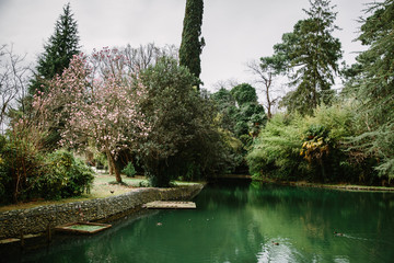 A scene from the Park overlooking the pond past the green pasture and the flowering Magnolia tree