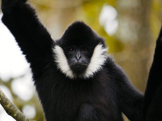 Gibbon à favoris blancs