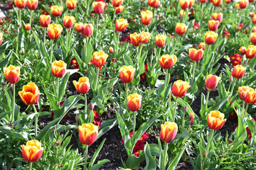 Tulipes rouge et jaune au printemps