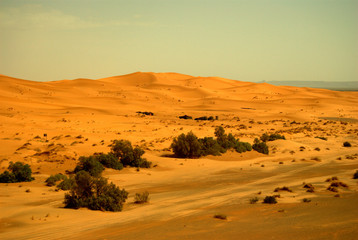 Fototapeta na wymiar Paisaje del desierto del Sahara, con árboles cercanos, Marruecos