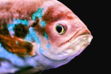 Astronotus ocellatus on black background