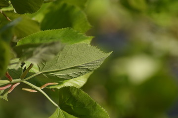 Green leaf macro background 