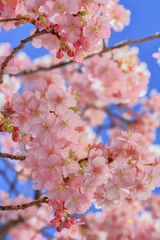 桜の開花イメージ
