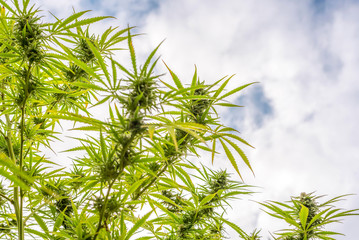 Mature marijuana plant