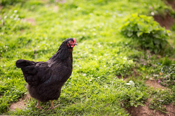 Chicken in the garden