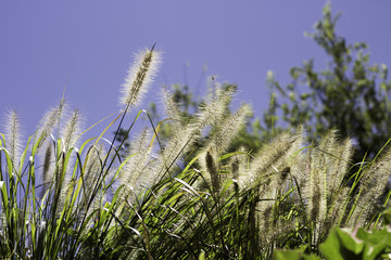 Prairie Grass