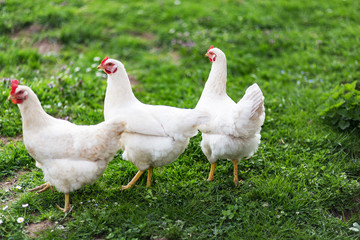 Chickens in the garden
