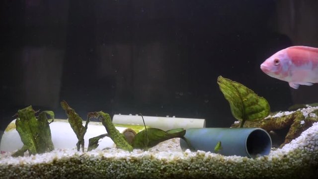 Tilapia schwimmt durchs Aqaurium Buntbarsch rosa Fisch 
