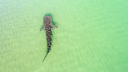 Whale Shark (rhincodon typus), the biggest fish in the ocean, a huge gentle plankton filterer...