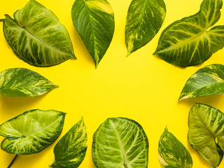 Frame of fresh green leaves on a yellow background. Copy space