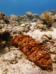 Diving in underwater coral reef world