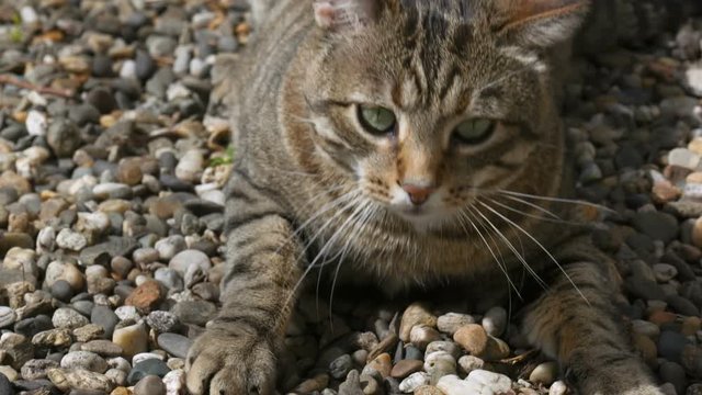 chat qui joue