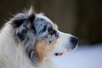 Australian Shepherd im Winter