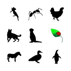 icon Animal with fly, macro, egg, ant and start