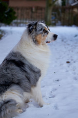 Australian Shepherd im Winter