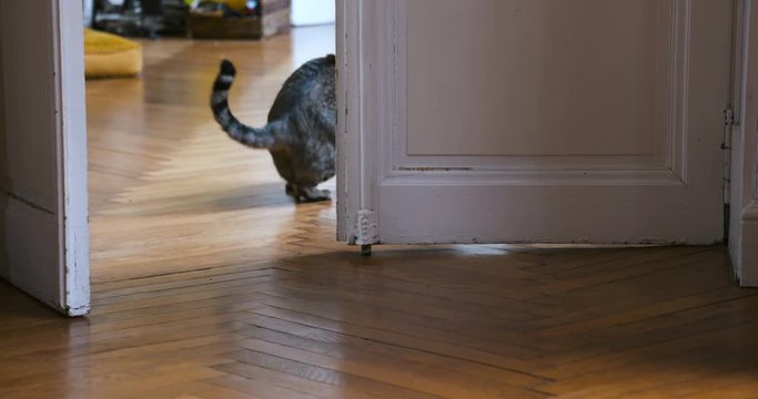 chat qui joue dans un appartement 