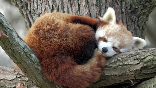 Red Panda, Firefox or Lesser Panda (Ailurus fulgens) resting in a tree.