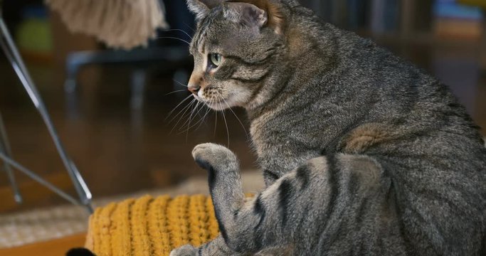 chat qui joue dans un appartement 