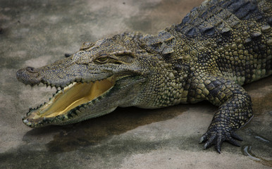 Obraz premium Close up picture of an alligator