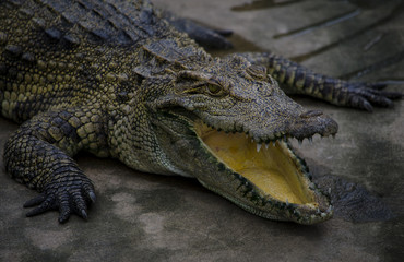 Close up picture of an alligator