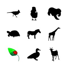 icon Animal with safari, duckling, life, race and isolated