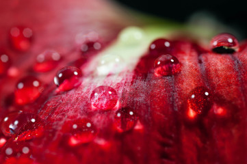 Water drops close up macro shot on red flower petal, dark background.