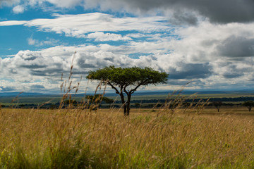 Fototapeta na wymiar Serengeti landscape