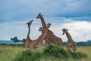 Giraffe group