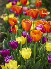 Colorful field of newly bloomed tulips in a spring day