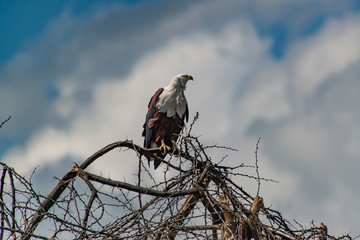 Fish Eagle