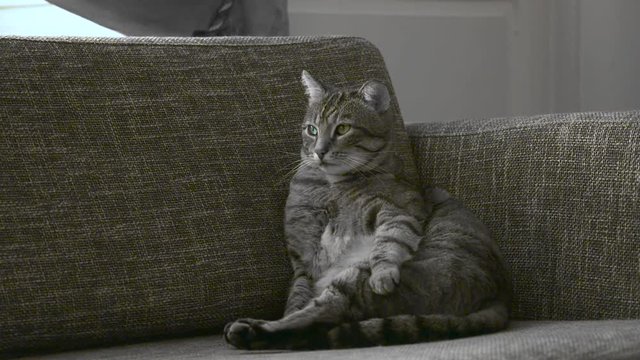 chat sur un canap&eacute;