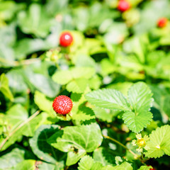 Wild strawberry