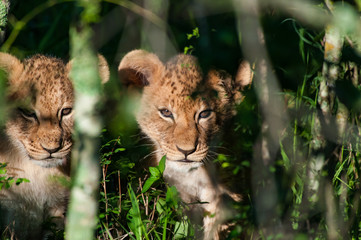 Lion Cub