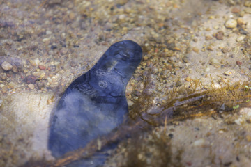 Heavy polluted water stream with domestic garbage