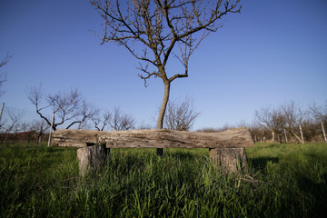 Wooden bench in a plum orchard